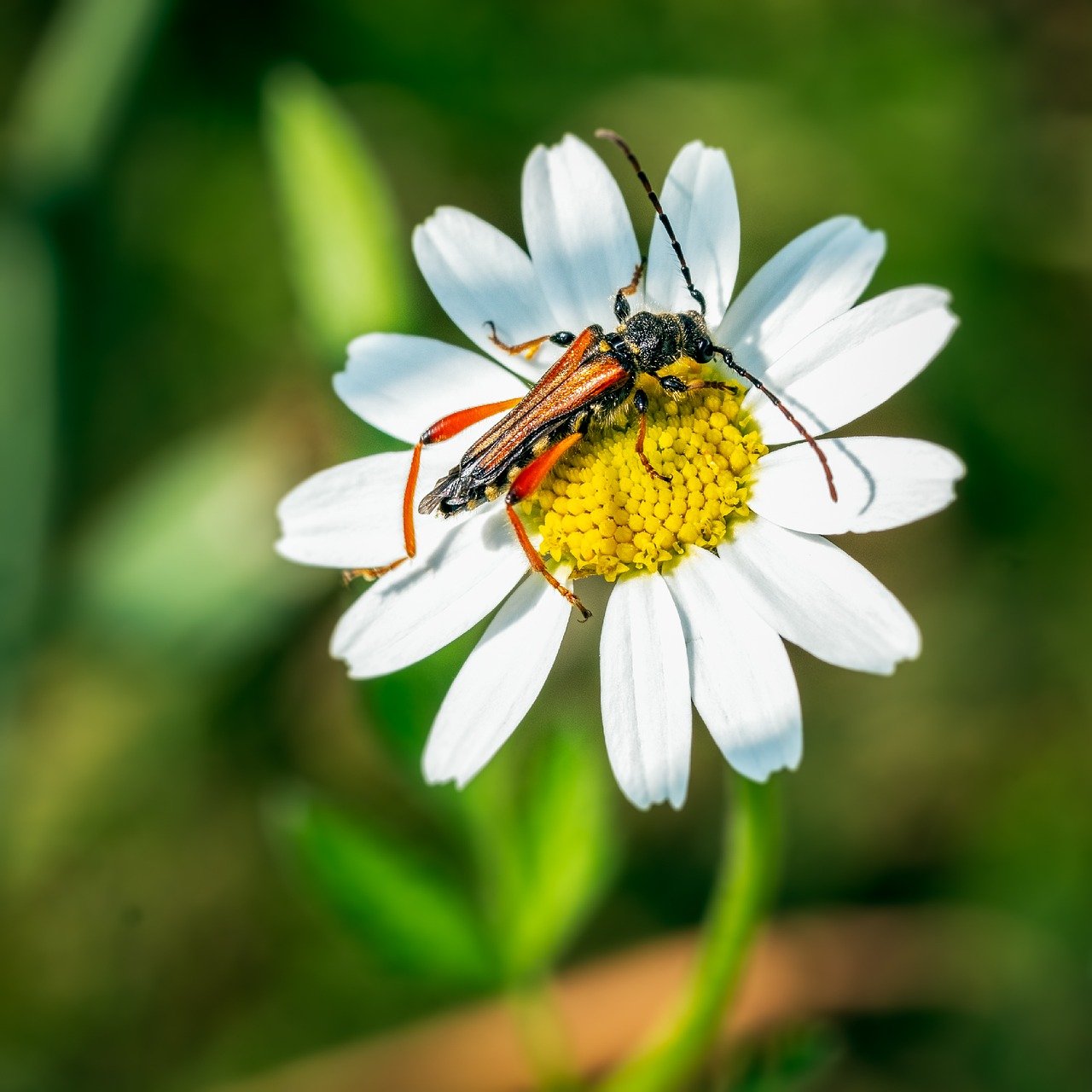 Debunking Myths: What Biodiversity Really Means